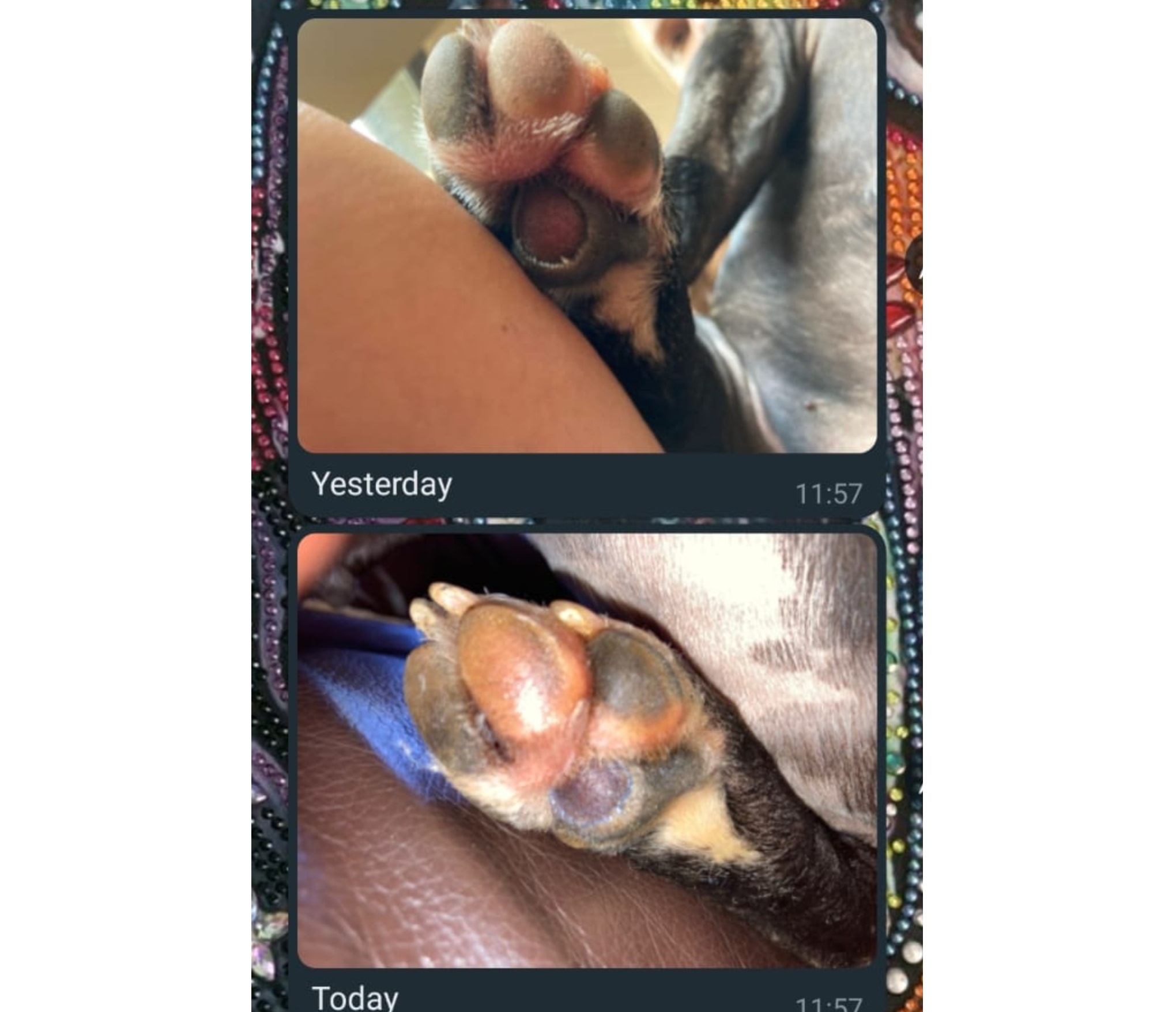Burnt Paws