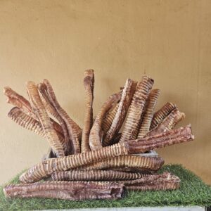 Dehydrated Trachea Big